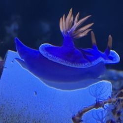Lettuce nudibranch