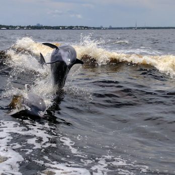 Surf's Up Dolphin Cruises - Boat Tours Near Me - Orange Beach, Alabama
