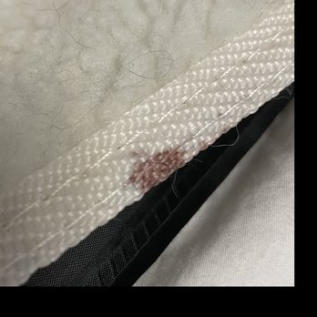 Kittington’s Mobile Cat Grooming - The one blood spot on my cat's carrier lining but the groomer said my cat was bleeding badly when she took her out of the carrier. - Pet Groomers Near Me Kittington’s Mobile Cat Grooming - The one blood spot on my cat's carrier lining but the groomer said my cat was bleeding badly when she took her out of the carrier. - Pet Groomers Near Me