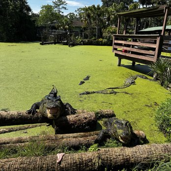 Jungle Adventures - Tours Near Me - Christmas, Florida Jungle Adventures - Tours Near Me - Christmas, Florida