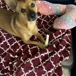 Agoura Animal Clinic - Happy customer Louie.