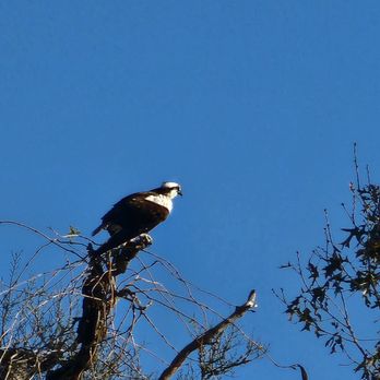 Pinky's Kayak Rentals - Osprey - Rafting/Kayaking Near Me - El Lago, Texas