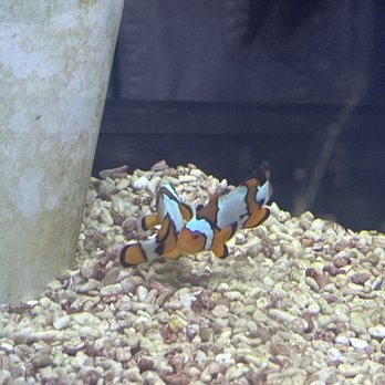 Aqua Life Aquarium - Snowflake Clowns $45 - Aquarium Services Near Me - Rocklin, California
