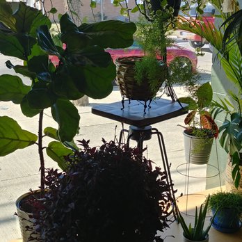 Florin Coffee - Lovely window flora - Coffee & Tea Near Me - Columbus, Ohio