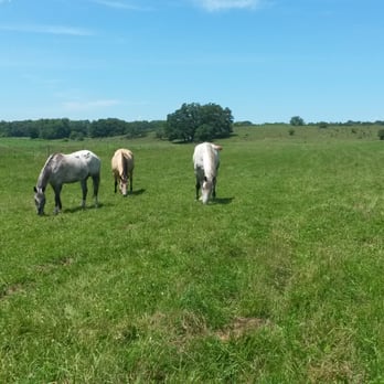 Running Horse Ranch - Horses in pasture - Horse Boarding Near Me - Mount Horeb, Wisconsin
