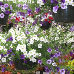 Henn's Plant Farm