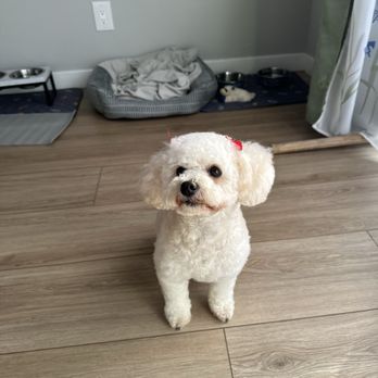 Wow Doggy Pet Salon - Pet Groomers Near Me - Gardena, California