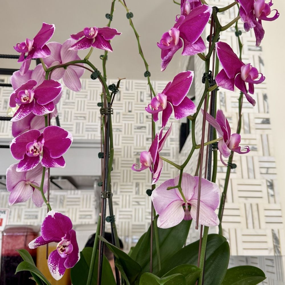 Mamita Peruvian Restaurant - Orchids - Peruvian Near Me - Glendale, California