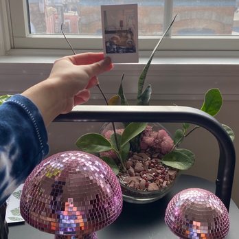 Spotted Leaf Plant Company - Terrarium at home! - Nurseries & Gardening Near Me - Somerville, New Jersey Spotted Leaf Plant Company - Terrarium at home! - Nurseries & Gardening Near Me - Somerville, New Jersey