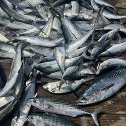 FoxSea Lady Charters - 1/2 Day Haul