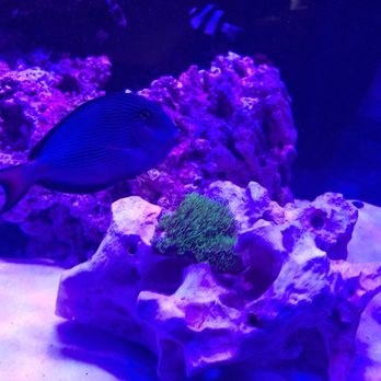 KHC Aquarium - Aquarium Services Near Me - Queens, New York KHC Aquarium - Aquarium Services Near Me - Queens, New York
