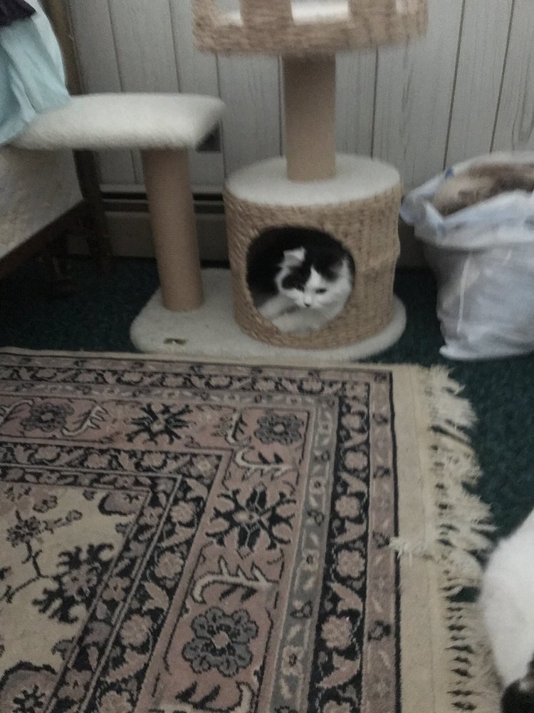 LUCKY PET ANIMAL HOSPITAL Updated October 2024 16 Reviews 21