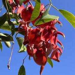 Argentina Elite Transfers & Tours - Ceibo-the national flower of Argentina