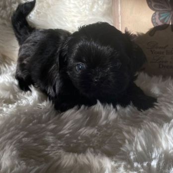 Victorian Dynasty Shih Tzu - Pet Breeders Near Me Victorian Dynasty Shih Tzu - Pet Breeders Near Me
