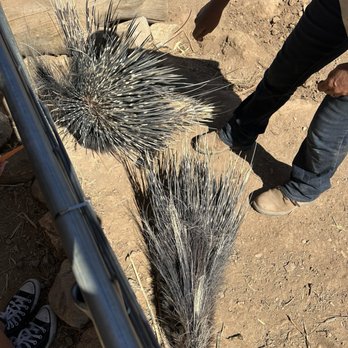 GHOST RANCH EXOTICS AND FUNNY FOOT FARM - Updated March 2026 - 56 ...