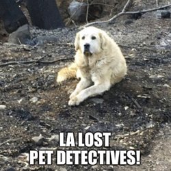 lost pet detective near me