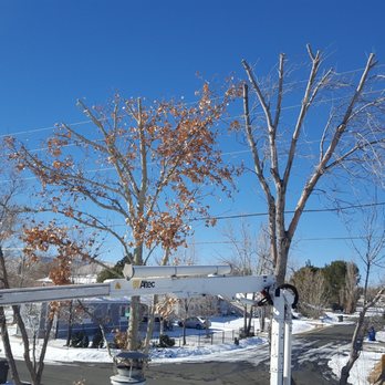 Morgan Tree Service - Always working around those power lines - Tree Services Near Me - Prescott, Arizona