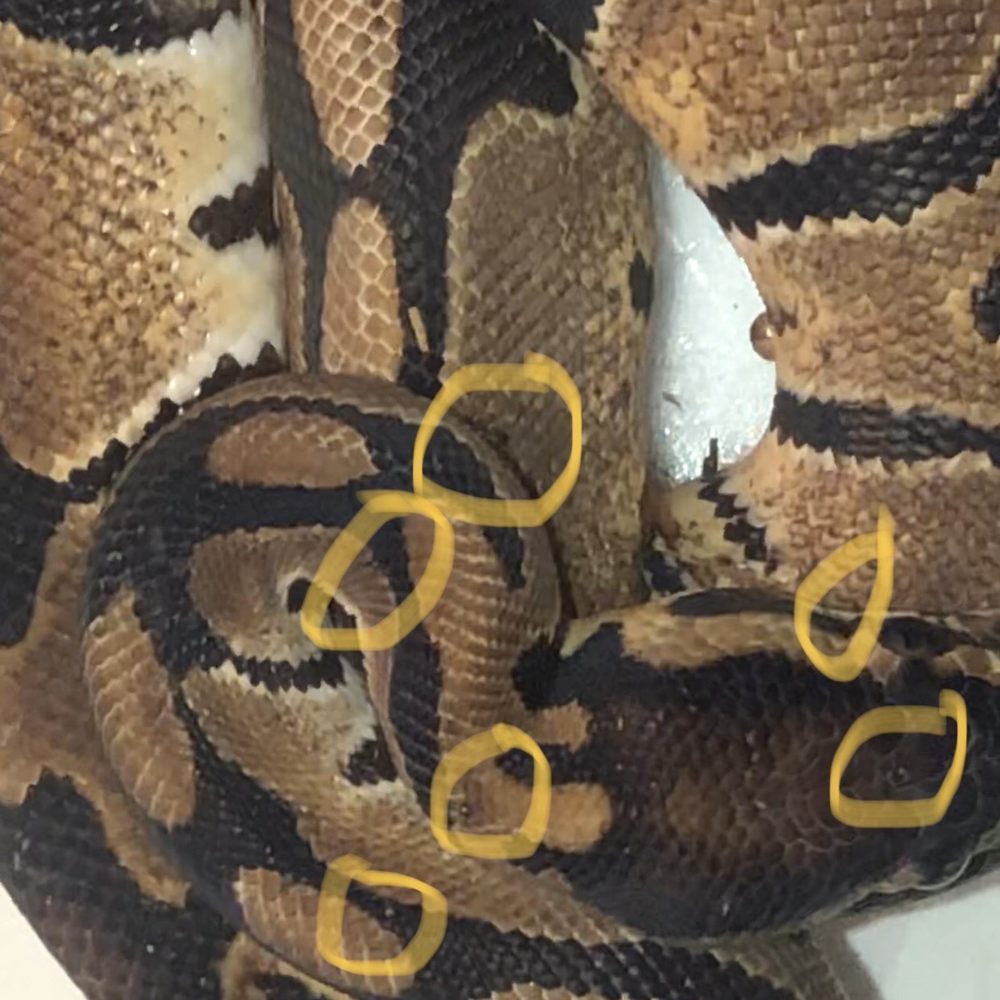Forever Pets - Snake mites - Pet Services Near Me - San Antonio, Texas Forever Pets - Snake mites - Pet Services Near Me - San Antonio, Texas