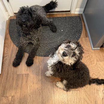 Beyond Grooming - Before. - Pet Groomers Near Me - San Marcos, Texas