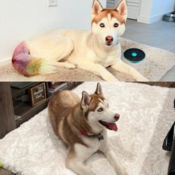 A Paw Above - Before and after
