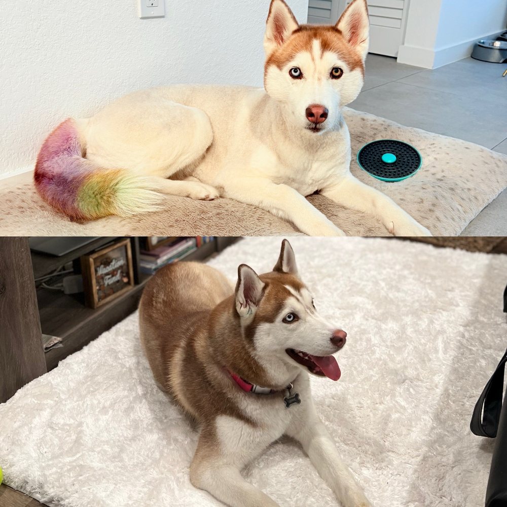 A Paw Above - pet boarding facility in Hollywood, FL