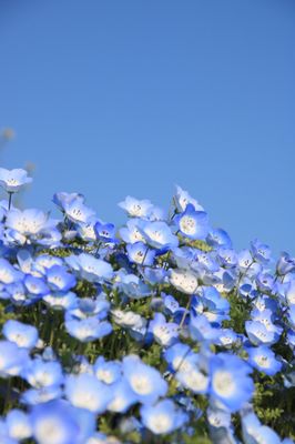 Hitachi Seaside Park by null
