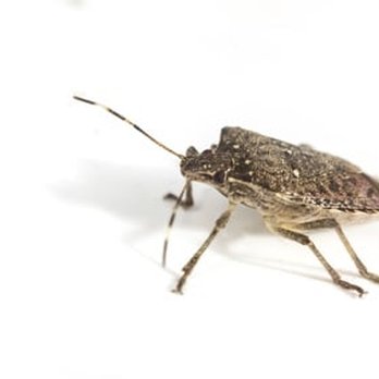 Croach - Pest Control Near Me - Post Falls, Idaho Croach - Pest Control Near Me - Post Falls, Idaho