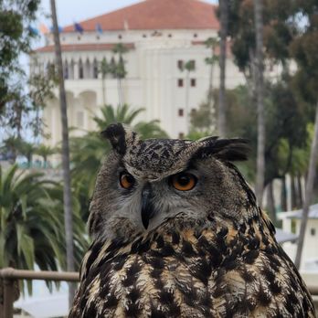 Catalina Falconry Experience - Active Life Near Me - Avalon, California Catalina Falconry Experience - Active Life Near Me - Avalon, California
