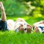 Photo of C & L Lawncare