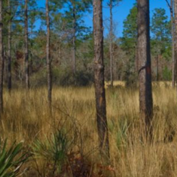 Old pine farms that are now being converted to forest