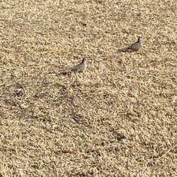 Pima Park - Wow, a treat to see Inca doves, there were 18.