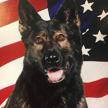 Colonial K9 - Our Star Aba! - Pet Training Near Me - Stafford, Virginia Colonial K9 - Our Star Aba! - Pet Training Near Me - Stafford, Virginia