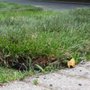 Photo of Schollmeyer Landscaping