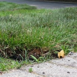 Schollmeyer Landscaping