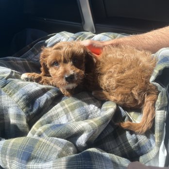 GEORGIA DOG CLUB - Updated February 2026 - 12 Photos - 4434 Red Bud Ln