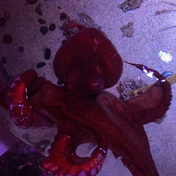 SeaQuest - Utah - The octopus got so close to us - Aquariums Near Me - Layton, Utah SeaQuest - Utah - The octopus got so close to us - Aquariums Near Me - Layton, Utah