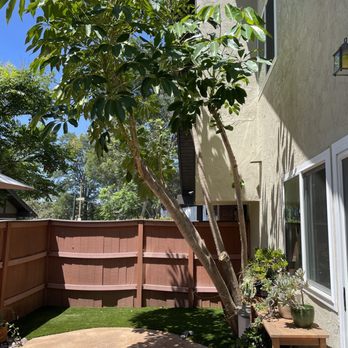 San Diego Tree Care - Here's the umbrella tree after the trimming. Looks much more neat and ready for hot girl summer! - Tree Services Near Me - San Diego, California San Diego Tree Care - Here's the umbrella tree after the trimming. Looks much more neat and ready for hot girl summer! - Tree Services Near Me - San Diego, California