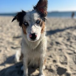 Rosie's Dog Beach - Ear up! The equivalent to human thumb up