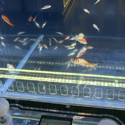 Bobo Claw - Fish catching machine!