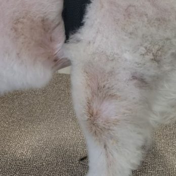 Amazon Animal Hospital - Veterinarians Near Me - Chula Vista, California Amazon Animal Hospital - Veterinarians Near Me - Chula Vista, California