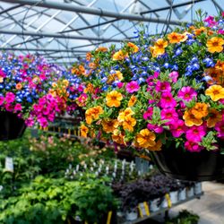 Pine Lane Nursery - Greenhouse beauty, our locally famous Hanging Baskets in all their glory!