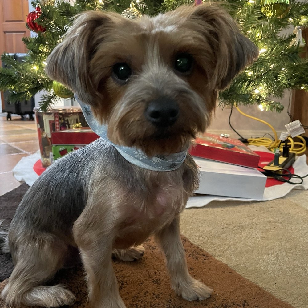 GoldenDog Grooming - Happy Holidays! ~Rexie - Pet Groomers Near Me - Spring Valley, California
