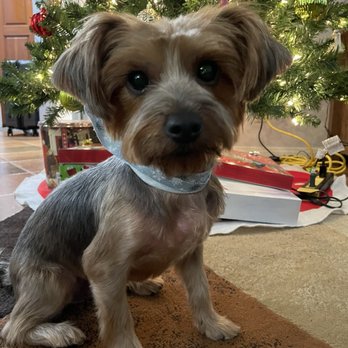 GoldenDog Grooming - Happy Holidays! ~Rexie - Pet Groomers Near Me - Spring Valley, California GoldenDog Grooming - Happy Holidays! ~Rexie - Pet Groomers Near Me - Spring Valley, California
