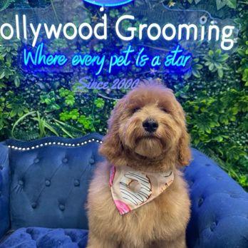 Hollywood Pet Center - Mishka after his first visit! - Pet Stores Near Me - Burbank, California Hollywood Pet Center - Mishka after his first visit! - Pet Stores Near Me - Burbank, California