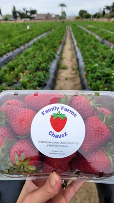 Family Farms by null