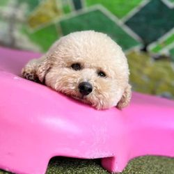 BARK on PARK - Just relaxing