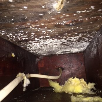 Long Island Mold Guy - Environmental Abatement Near Me
