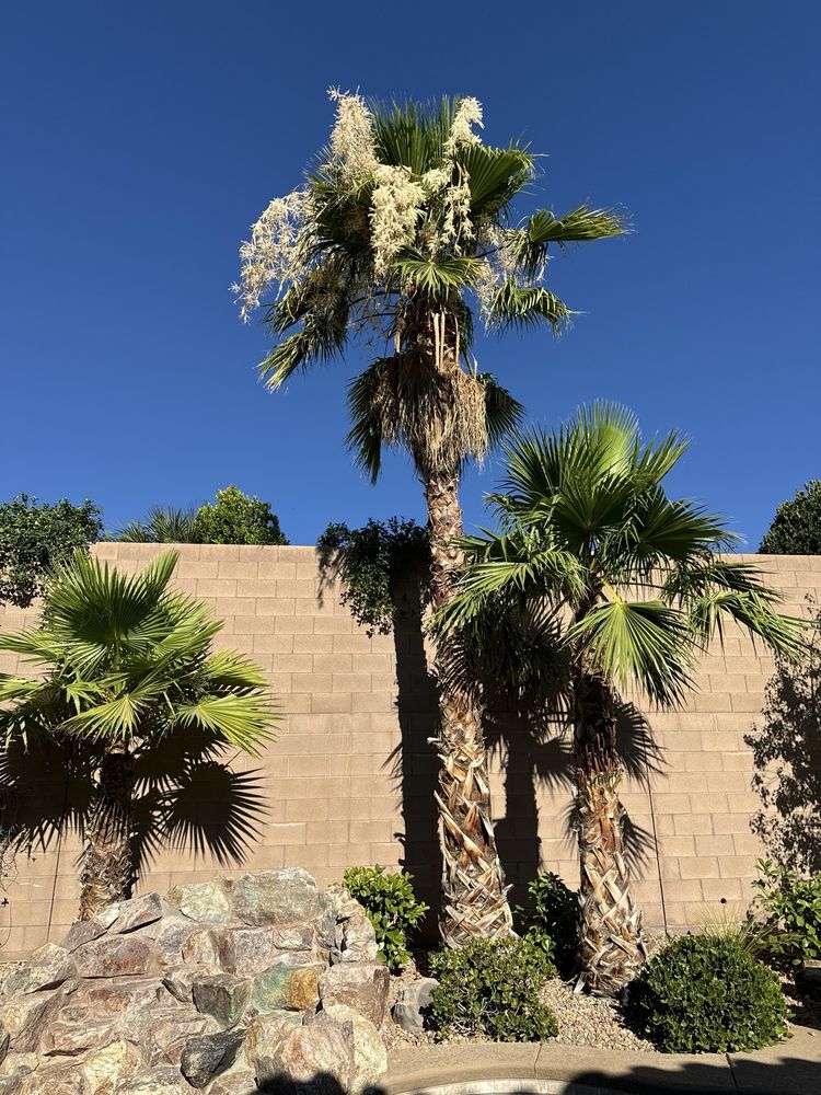 Five Star Tree Service - tree service in Las Vegas, NV