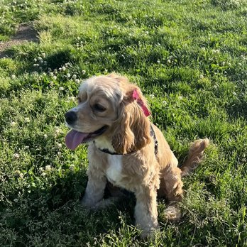 Bathe R Doggie - Pet Groomers Near Me - Pasadena, California
