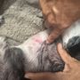 Ala Palm Animal Hospital